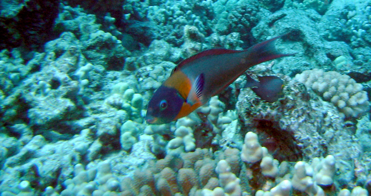 Thalassoma duperrey